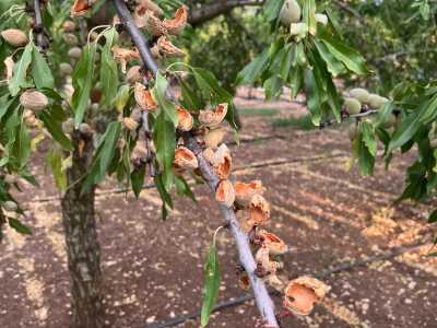 E questa loro predilizione � un problema, visto che crescendo di numero hanno cominciato a depredare mandorleti e alberi da frutta causando ingenti danni ai produttori locali